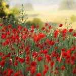 Stara Stolarnia ルチャネ・ニダ