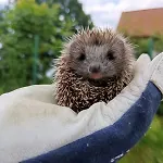 Stara Stolarnia * ルチャネ・ニダ